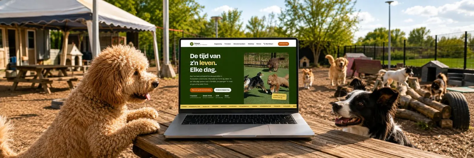 Een laptop op een picknicktafel midden op het buitenveld van een hondenopvang, met de website van Daisy's Doggy Daycare op het scherm en honden eromheen